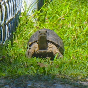 3.5" ALDABRA // FOUR MONTHS OLD