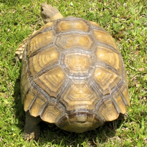 RESCUED SULCATA