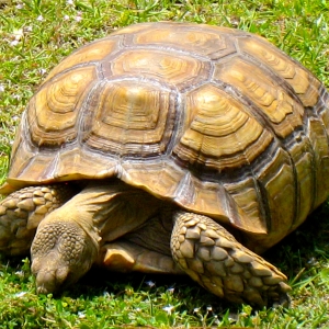 RESCUED SULCATA