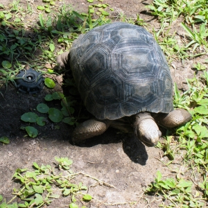 TWO YEAR OLD ALDABRA