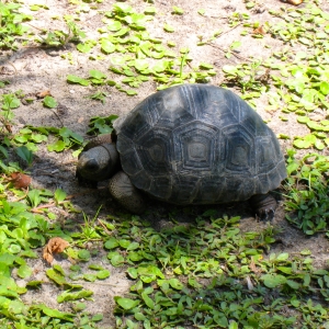 TWO YEAR OLD ALDABRA