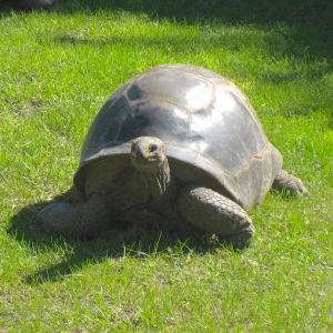 MATURE FEMALE ALDABRA