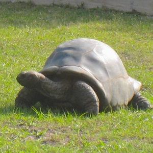 MATURE FEMALE ALDABRA