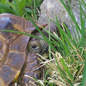 Out in the grass