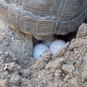 Bigred laying eggs