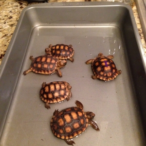 Tortoise soak party!