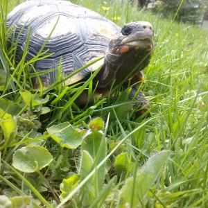 Paco on another outdoor romp