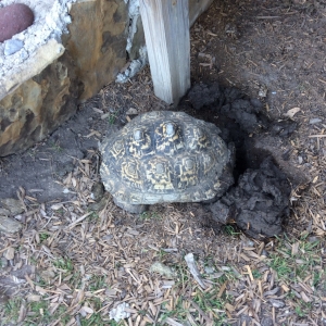 Leopard tortoise laying eggs