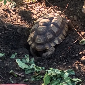 Chaco tortoise laying eggs