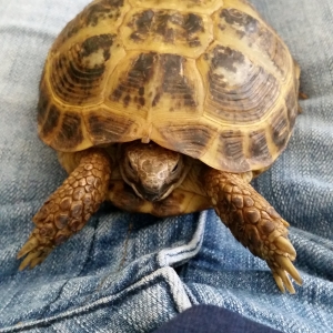 Lap Tortoise :)