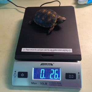7 month old weigh in! 3.5"