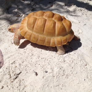 Female Albino Redfoot Tortoise