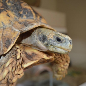 Chaco tortoise laying eggs Tortoise Forum