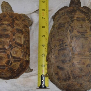 Kinixys Belliana Belliana(left) Kinixys Belliana Nogyuei (right)