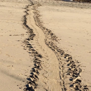 Sea turtle tracks from nest