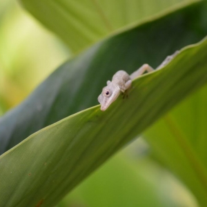 Golden gecko