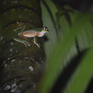 Red eye tree frog