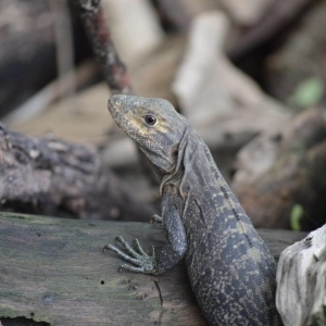 Mangrove iguana