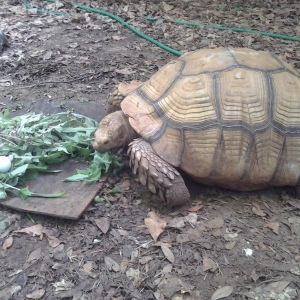 nigel chowing