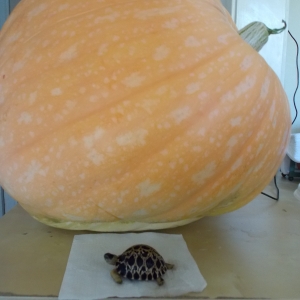 Big  Pumpkin   Great  tortoise  food