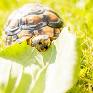 Outside feeding