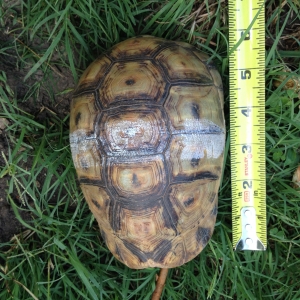 Female Angulata carapace