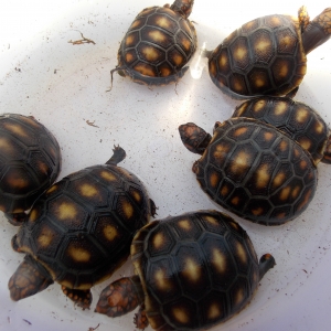 BUCKET OF BABIES