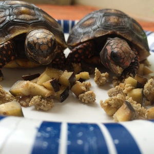 Getting used to eating together