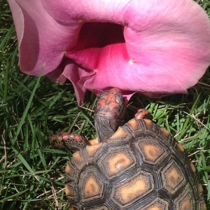 Time to smell the flowers.