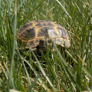 THEY YOUNG TORTOISE IS LURKING IN THE GRASS