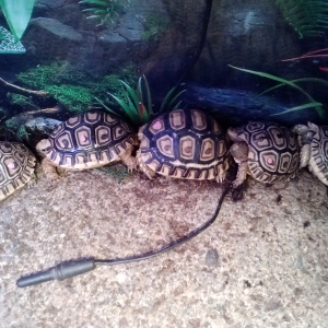 Basking conga line