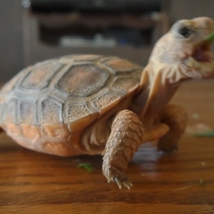 Tortoise tongue :P