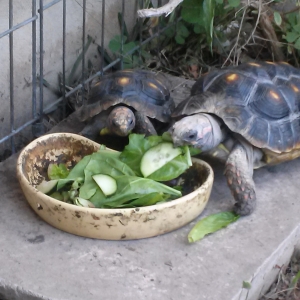 Mmm green food