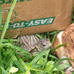 "Box" turtle...get it?!