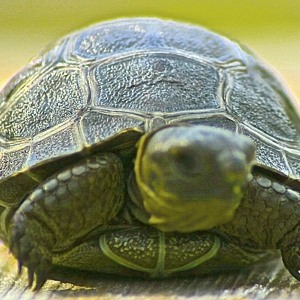 3" ALDABRA HATCHLING