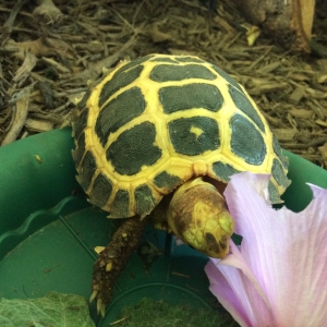 Eat that pollen