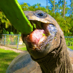 COWBOY // MALE ALDABRA