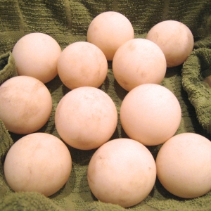 ALDABRA TORTOISE EGGS