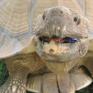 Bob eating flowers