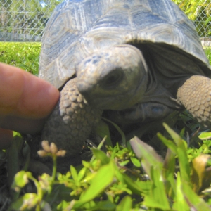 ONE YEAR OLD ALDABRA TORTOISE