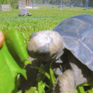 TEN MONTH OLD ALDABRA TORTOISE