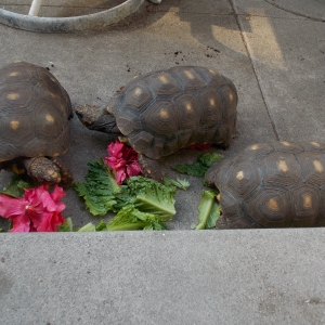 WAITING AT THE STEPS FOR FOOD