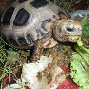 uh, kinda in the middle of chewing my food here