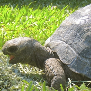 TUFF // THREE YEAR OLD ALDABRA