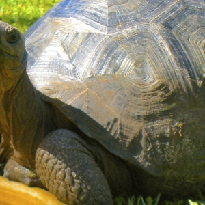 HOPIE // SIX YEAR OLD ALDABRA TORTOISE