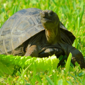 FOURTEEN MONTH OLD ALDABRA TORTOISE