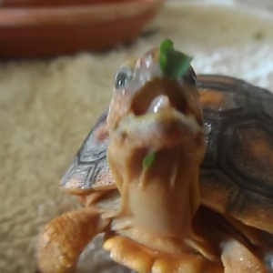 He tried to eat this little leaf for eight minutes before he cheated and used his claws.