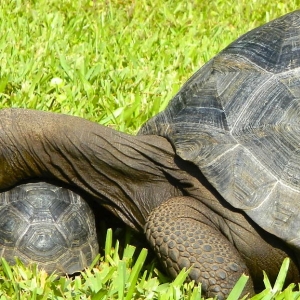 YOUNG ALDABRA TORTOISES