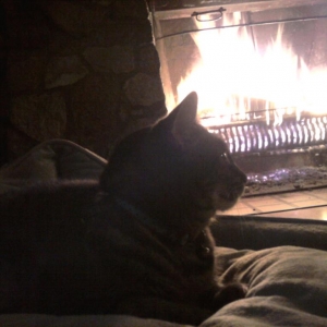 Kitty by a fire