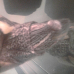 Talons sleeping